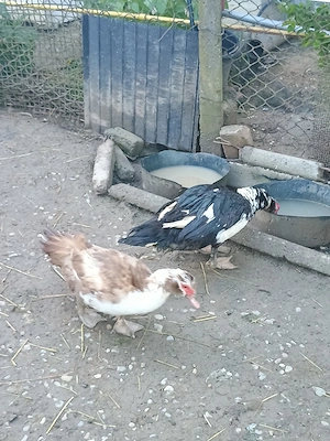 Rate și rățoi leșești 