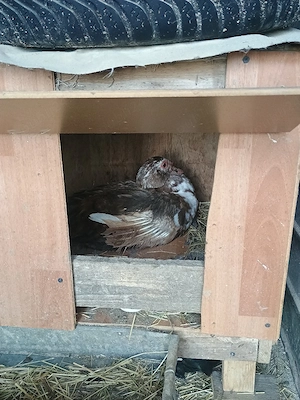 Rate și rățoi leșești  - imagine 2