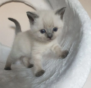 Ragdoll fetiță și băiețel  - imagine 2