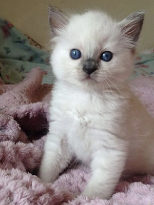 Ragdoll fetiță și băiețel  - imagine 3