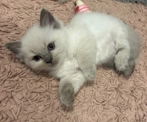 Ragdoll fetiță și băiețel 