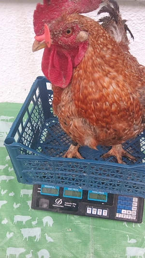 vănd urgent cocosi masivi  - imagine 5