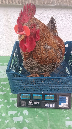 vănd urgent cocosi masivi  - imagine 4