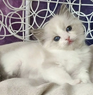 Ragdoll puiuți 
