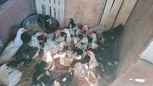 vănd urgent 10 rațe mute lăsesti 