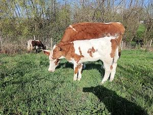 vitea 6 săptămâni  - imagine 2