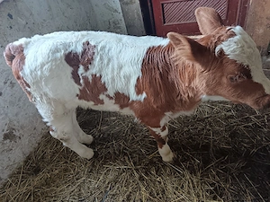 vitea 6 săptămâni 