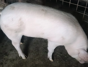 Vând porci diferite mărimi.