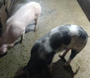 Vând porci diferite mărimi. - imagine 4