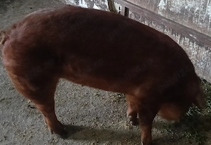 Vând porci diferite mărimi. - imagine 2