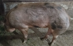 Vând porci diferite mărimi. - imagine 3