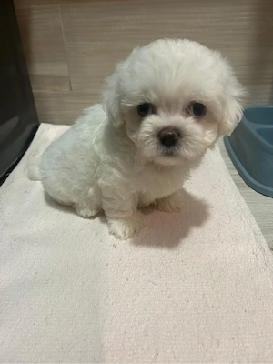 Bichon maltez