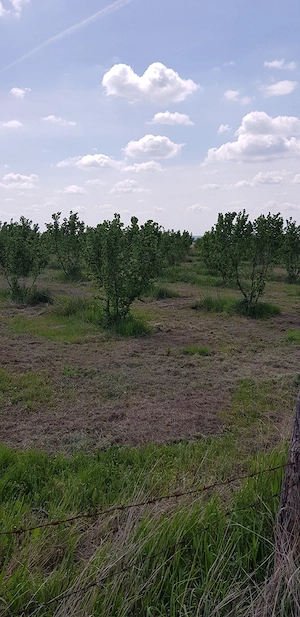 Livada alun Tonda Romana 2 ha - imagine 2