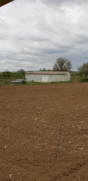 Livada alun Tonda Romana 2 ha - imagine 4