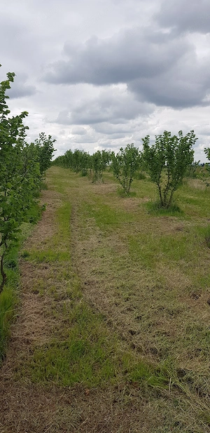 Livada alun Tonda Romana 2 ha - imagine 3