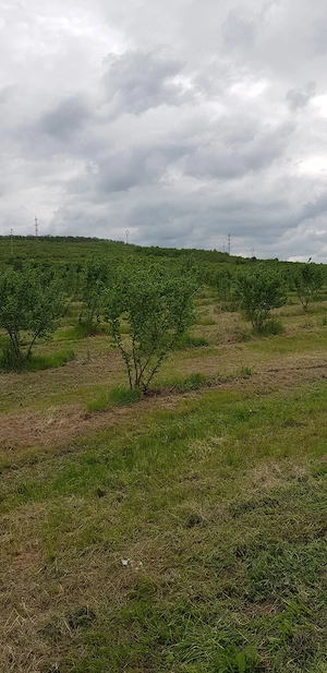 Livada alun Tonda Romana 2 ha - imagine 5