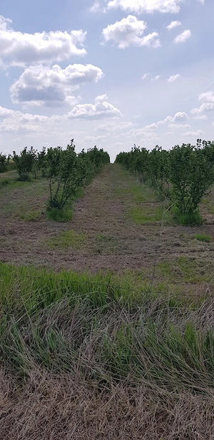Livada alun Tonda Romana 2 ha