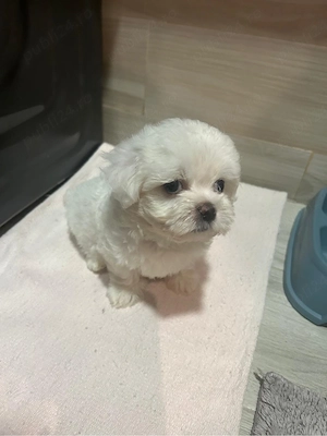 Bichon maltez - imagine 4
