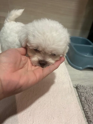 Bichon maltez - imagine 3