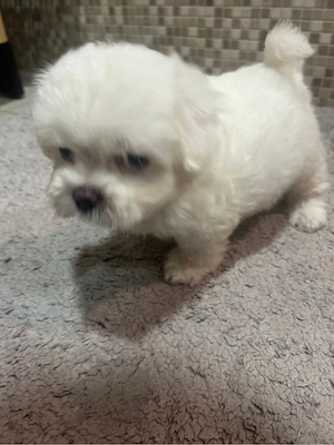 Bichon maltez - imagine 5