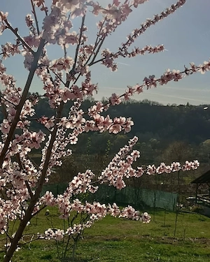 Teren intravilan Breaza Prahova 500m cu utilitati 