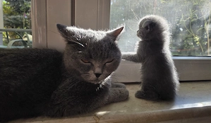 Pisicute Scottisch Fold & British Shorthair 8 saptamani  - imagine 5