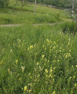 Teren intravilan Breaza Prahova 500m cu utilitati  - imagine 2