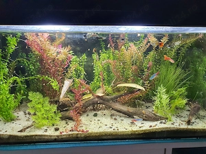 Acvariu 60l complet accesorizat + suport - imagine 5