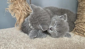 Pisicute Scottisch Fold & British Shorthair 8 saptamani  - imagine 4
