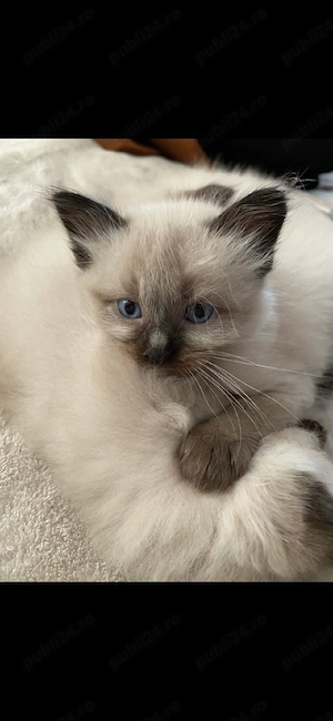 Ragdoll    