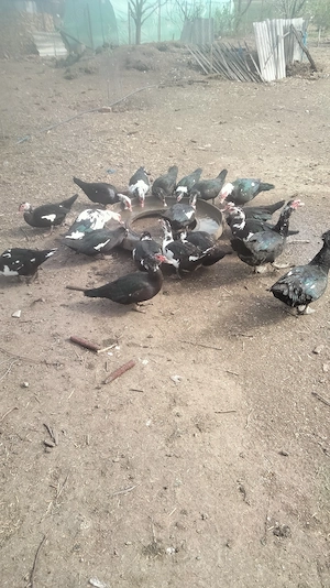 Rațe mute leșești 