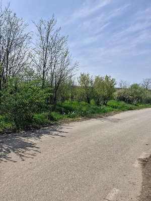 Teren extravilan langa Padurea Saru, direct de la proprietar! - imagine 7