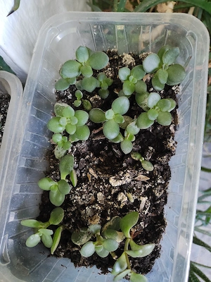 vând puieți crassula floare Regina Purpurie  - imagine 5