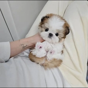 Bichon Maltez Mini Toy  - imagine 2