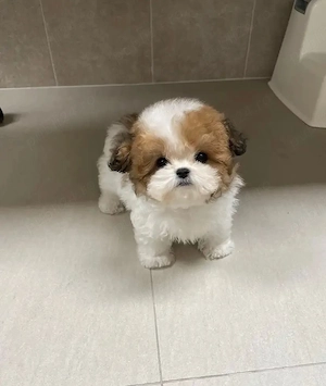 Bichon Maltez Mini Toy  - imagine 4