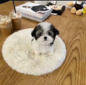 Bichon Maltez Mini Toy  - imagine 3