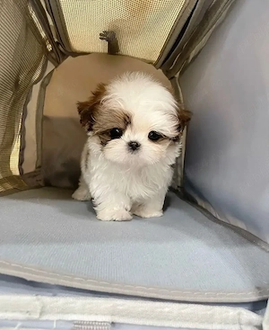 Bichon Maltez Mini Toy 