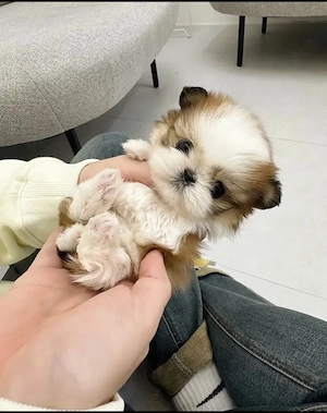 Bichon Maltez Mini Toy  - imagine 5