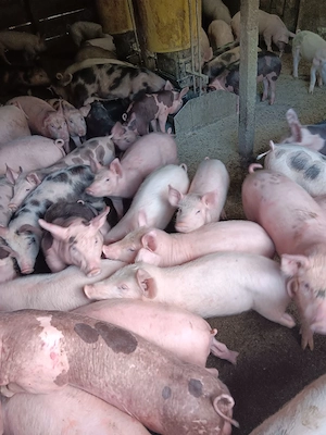 Purcei De Vânzare 15-30 kg  - imagine 3