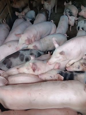 Purcei De Vânzare 15-30 kg 