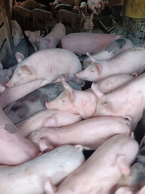 Purcei De Vânzare 15-30 kg  - imagine 2
