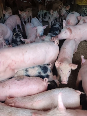 Purcei De Vânzare 15-30 kg  - imagine 4