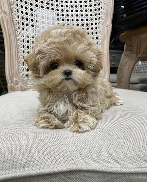 Maltipoo Mini Toy Apricot  - imagine 4