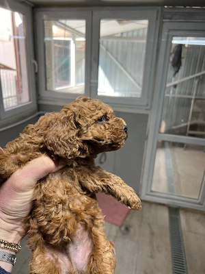 vand catelusi - imagine 2