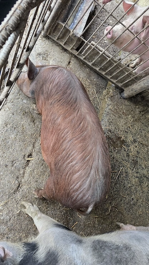 vand purcica rasa duroc !! - imagine 2