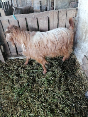 Țap 2 ani pentru sacrificat 