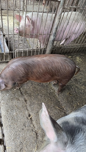 vand purcica rasa duroc !! - imagine 4