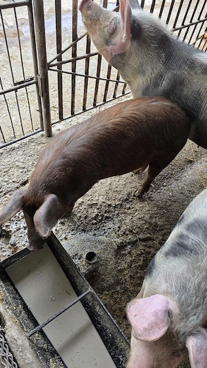 vand purcica rasa duroc !! - imagine 5