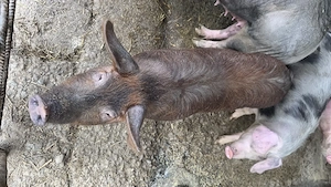 vand purcica rasa duroc !!