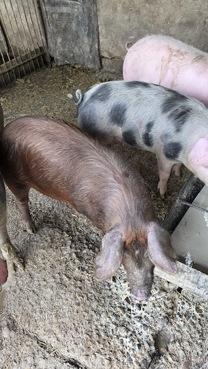 vand purcica rasa duroc !! - imagine 3